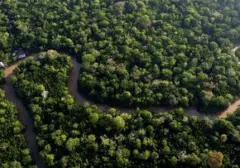 Debu Sahara: Pupuk Rahasia Hutan Amazon yang Mengejutkan
