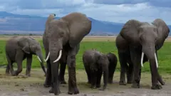 15 Gajah Mati Misterius di Kenya, Diduga Akibat Tomat Tercemar Pestisida