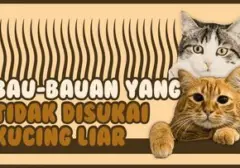 Aroma yang Bikin Kucing Liar Kabur: Panduan Praktis Pengusir