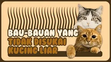 Aroma yang Bikin Kucing Liar Kabur: Panduan Praktis Pengusir