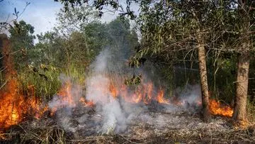 Tujuh Hektare Lahan Terbakar di Ogan Ilir, Upaya Pemadaman Berlangsung Dramatis