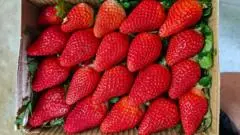 Petani Stroberi India Bidik Kemandirian, Kurangi Ketergantungan Impor Varietas Unggul