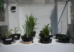 Syngenta Luncurkan Cuprinomat: Biostimulan Baru untuk Dongkrak Hasil Panen Petani