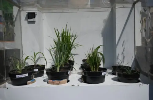 Syngenta Luncurkan Cuprinomat: Biostimulan Baru untuk Dongkrak Hasil Panen Petani