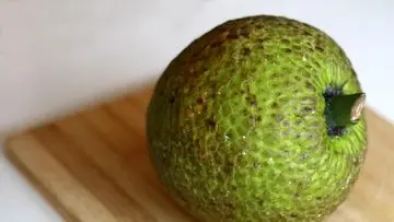 Sukun Diincar Jadi "Superfood" Unggulan Indonesia Berkat Kandungan Nutrisinya