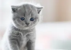 Tren Aroma Unik: Parfum Terinspirasi Bulu Anak Kucing Mulai Mendunia