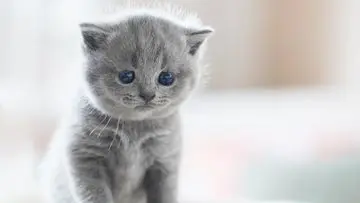 Tren Aroma Unik: Parfum Terinspirasi Bulu Anak Kucing Mulai Mendunia