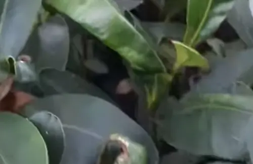 Peneliti Kembangkan Biofuel dari Tanaman Liar untuk Solusi Energi Nasional