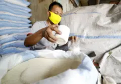 Integrasi Kebun Tebu dan Gula Rafinasi: Butuh Kajian Mendalam untuk Antisipasi Dampak Investasi dan Petani