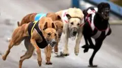 Ratusan Anjing Greyhoud Dibawa ke Australia Jelang Larangan Balap di Selandia Baru