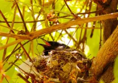 Masturbasi pada Burung: Perilaku Alami Demi Kesejahteraan Hewan