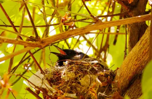 Masturbasi pada Burung: Perilaku Alami Demi Kesejahteraan Hewan