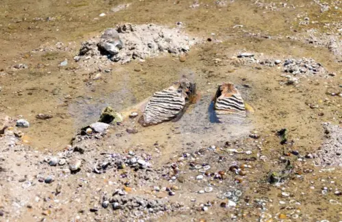 Penemuan Fosil Mammoth Akibat Surutnya Sungai Danube di Bulgaria