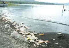 BRIN Ungkap Penyebab Kematian Massal Ikan di Danau Batur Bali