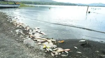 BRIN Ungkap Penyebab Kematian Massal Ikan di Danau Batur Bali