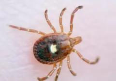 Virus Langka Bourbon Mengintai New York, Ancaman Baru Tanpa Obat