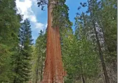 Pohon Sequoia Raksasa di California Pecahkan Rekor Usia 1.600 Tahun