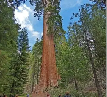 Pohon Sequoia Raksasa di California Pecahkan Rekor Usia 1.600 Tahun