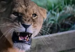 Tiga Singa Mati Akibat Gelombang Panas di Kebun Binatang Tokyo