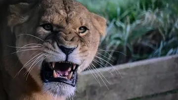 Tiga Singa Mati Akibat Gelombang Panas di Kebun Binatang Tokyo