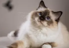 Panduan Lengkap Vaksinasi Kucing: Jadwal dan Jenis yang Harus Diketahui Pemilik