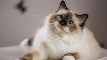 Panduan Lengkap Vaksinasi Kucing: Jadwal dan Jenis yang Harus Diketahui Pemilik