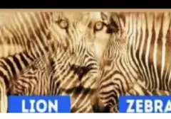 Tes Ilusi Optik: Persepsi Gambar Singa atau Zebra Ungkap Sifat Kepribadian