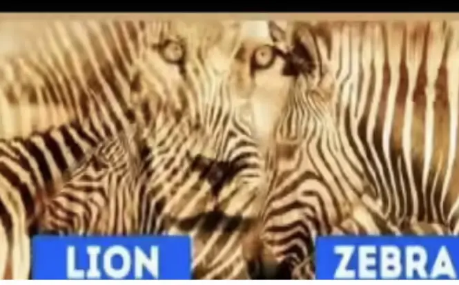 Tes Ilusi Optik: Persepsi Gambar Singa atau Zebra Ungkap Sifat Kepribadian