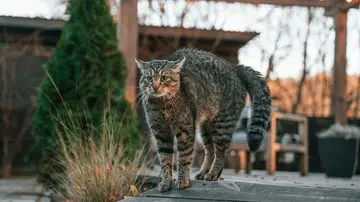 Strategi Efektif Menghentikan Kebiasaan Kucing Berak di Halaman Rumah