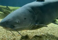 Dana Pemerintah untuk Tangkap Lele Biru Invasif di Teluk Chesapeake