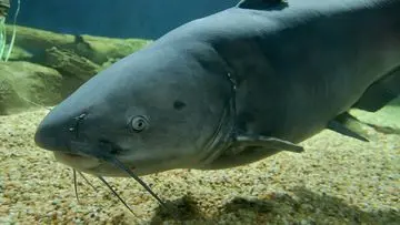 Dana Pemerintah untuk Tangkap Lele Biru Invasif di Teluk Chesapeake