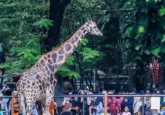 Perebutan 3 Kursi Direksi KBS: 24 Pelamar Bersaing, Pemkot Cari Jiwa Konservasi