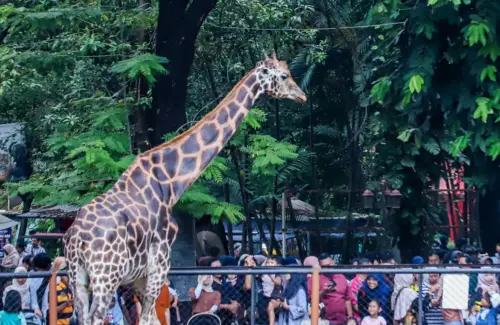 Perebutan 3 Kursi Direksi KBS: 24 Pelamar Bersaing, Pemkot Cari Jiwa Konservasi