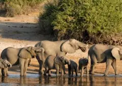 Belasan Gajah Mati di Kebun Binatang Kenya, Diduga Keracunan Pestisida