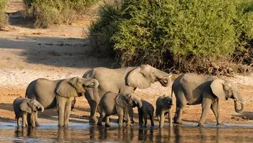 Belasan Gajah Mati di Kebun Binatang Kenya, Diduga Keracunan Pestisida