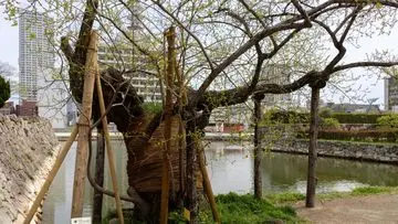 Hibakujumoku: Saksi Bisu 8 Dekade Ketahanan dan Harapan Pasca-Bom Hiroshima