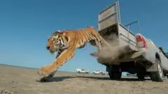 Harimau Amur Langka Dilepas di Kazakhstan Setelah 70 Tahun Hilang
