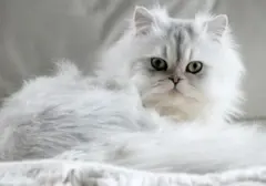 Lima Ras Kucing Ideal untuk Penghuni Apartemen