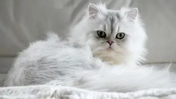 Lima Ras Kucing Ideal untuk Penghuni Apartemen