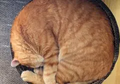 Menguak Misteri Kucing yang Tidur Seharian: Lebih dari Sekadar Kemalasan
