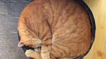 Menguak Misteri Kucing yang Tidur Seharian: Lebih dari Sekadar Kemalasan