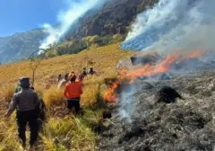 Kebakaran Melanda Bromo: 70 Hektare Lahan Hangus, Api Lumat Cemara dan Semak Belukar