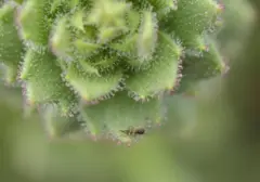 Bunga Unik di China Ternyata Karnivora, Spesies Baru dari Genus Saxifraga