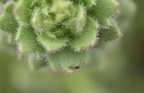Bunga Unik di China Ternyata Karnivora, Spesies Baru dari Genus Saxifraga
