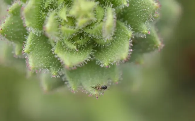 Bunga Unik di China Ternyata Karnivora, Spesies Baru dari Genus Saxifraga