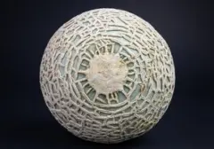 Melon Yubari King Jepang Pecahkan Rekor, Sepasang Terjual Rp658 Juta