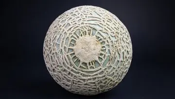 Melon Yubari King Jepang Pecahkan Rekor, Sepasang Terjual Rp658 Juta