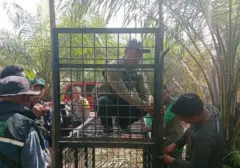 Warga Pelalawan Terluka Parah Akibat Serangan Beruang Madu