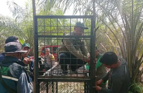 Warga Pelalawan Terluka Parah Akibat Serangan Beruang Madu