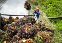 Petani Sawit Jambi Tolak Moratorium PKS Baru, Usulkan Kemitraan sebagai Solusi